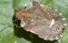 Dyroderes umbraculatus